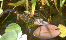 Everglades Airboat Adventure and Miami City Tour (DEST - GLMIA)